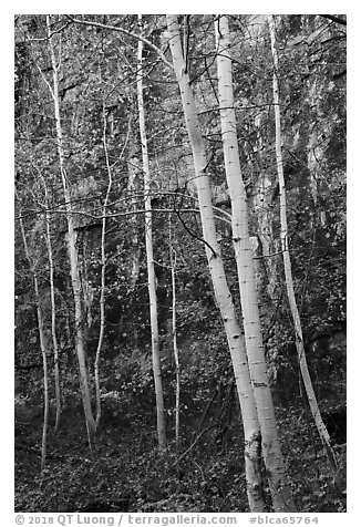 Aspen and cliff in autumn. Black Canyon of the Gunnison National Park (black and white)