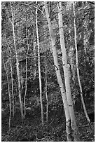 Aspen and cliff in autumn. Black Canyon of the Gunnison National Park ( black and white)