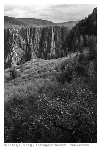Gambel Oak and serviceberries color slopes above the canyon. Black Canyon of the Gunnison National Park (black and white)