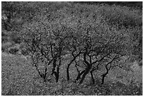 Gambel Oak trees in autumn. Black Canyon of the Gunnison National Park ( black and white)