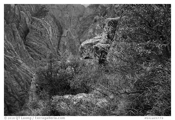Oak and serviceberries at canyon's edge, Cross Fissures. Black Canyon of the Gunnison National Park (black and white)