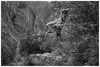 Oak and serviceberries at canyon's edge, Cross Fissures. Black Canyon of the Gunnison National Park ( black and white)