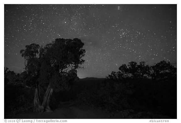 Juniper, Warner Point, night. Black Canyon of the Gunnison National Park (black and white)