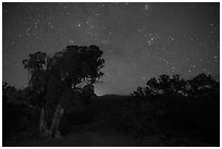 Juniper, Warner Point, night. Black Canyon of the Gunnison National Park ( black and white)