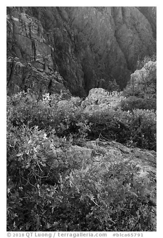 Gambel Oak on rim. Black Canyon of the Gunnison National Park (black and white)