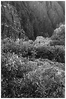 Gambel Oak on rim. Black Canyon of the Gunnison National Park ( black and white)