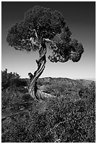 Juniper, Dragon Point. Black Canyon of the Gunnison National Park ( black and white)
