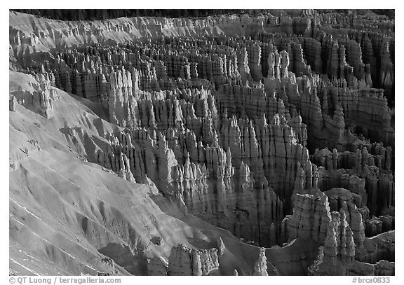 Silent City dense cluster of hoodoos from Bryce Point, sunrise. Bryce Canyon National Park (black and white)