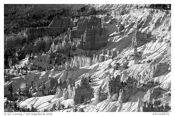 Hoodoos and snow in Bryce Amphitheater, early morning. Bryce Canyon National Park (black and white)