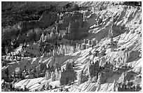 Hoodoos and snow in Bryce Amphitheater, early morning. Bryce Canyon National Park, Utah, USA. (black and white)