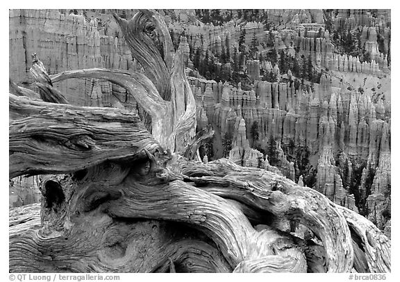 Twisted juniper near Inspiration point. Bryce Canyon National Park (black and white)