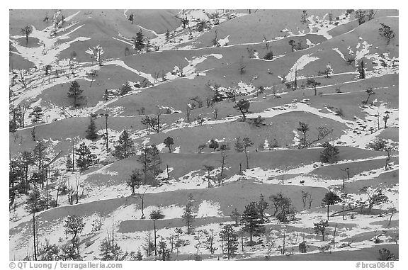 Ridges, snow, and trees. Bryce Canyon National Park (black and white)