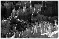 Hoodoos and shadows from Sunrise Point, early winter morning. Bryce Canyon National Park ( black and white)