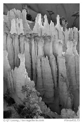 Pink Member of the Claron Formation. Bryce Canyon National Park (black and white)
