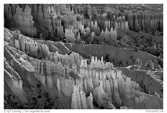 Glowing hoodoos in Queen's garden. Bryce Canyon National Park (black and white)