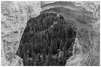 Forest seen through natural bridge. Bryce Canyon National Park, Utah, USA. (black and white)