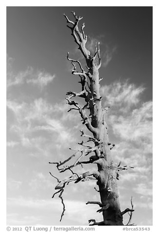 Bristlecone pine tree top. Bryce Canyon National Park (black and white)