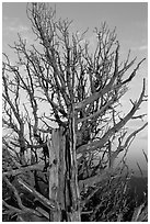 Bristlecone pine tree at sunset. Bryce Canyon National Park ( black and white)