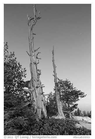 Bristlecone pine skeletons at dusk. Bryce Canyon National Park (black and white)
