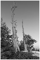 Bristlecone pine skeletons at dusk. Bryce Canyon National Park ( black and white)