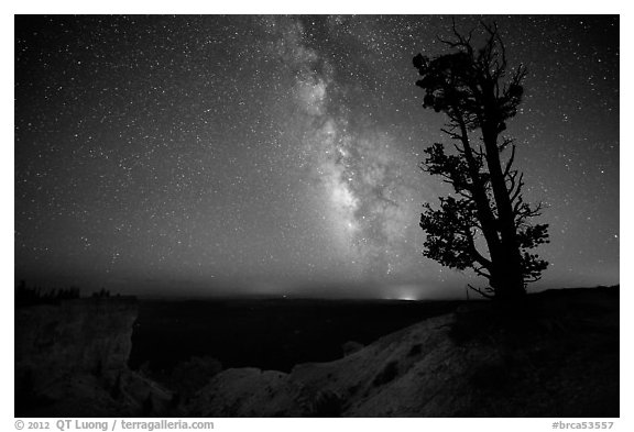 Bristlecone pine and Milky Way near Yovinpa Point. Bryce Canyon National Park (black and white)