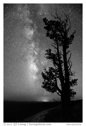 Bristlecone pine tree and Milky Way. Bryce Canyon National Park (black and white)