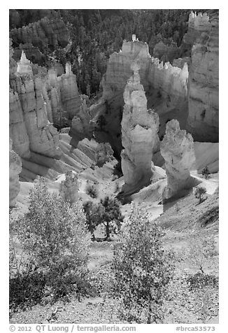 Aspen and Thors Hammer in autumn. Bryce Canyon National Park (black and white)