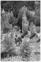 Aspen and Thors Hammer in autumn. Bryce Canyon National Park ( black and white)