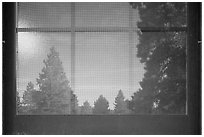 Fir trees, Visitor Center window reflexion. Bryce Canyon National Park ( black and white)