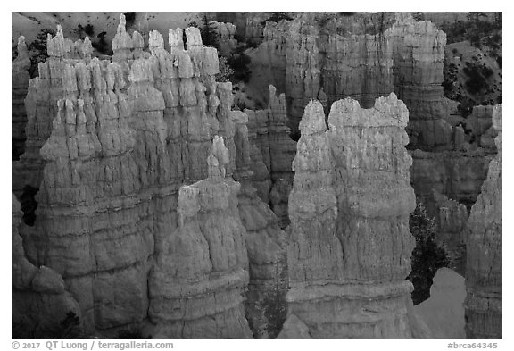 Glowing hoodoos, Fairyland Point, sunrise. Bryce Canyon National Park (black and white)