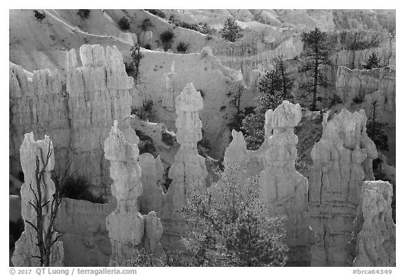 Hoodoos and walls of pinkish siltstone. Bryce Canyon National Park (black and white)