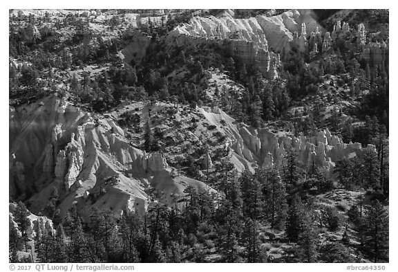 Conifers and pink rocks. Bryce Canyon National Park (black and white)