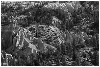 Conifers and pink rocks. Bryce Canyon National Park ( black and white)