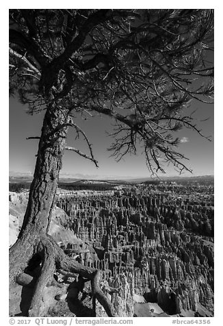 Pine tree with exposed roots framing Bryce Amphitheater, Inspiration Point. Bryce Canyon National Park (black and white)