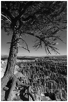 Pine tree with exposed roots framing Bryce Amphitheater, Inspiration Point. Bryce Canyon National Park ( black and white)