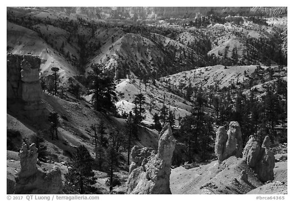 Hoodoos, eroded slopes with evergreens. Bryce Canyon National Park (black and white)