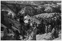 Hoodoos, eroded slopes with evergreens. Bryce Canyon National Park ( black and white)