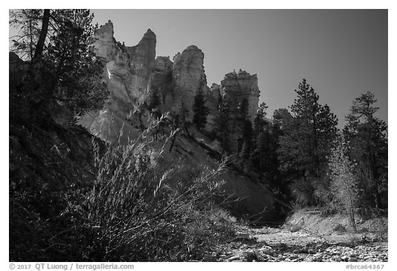 Dry creek with autumn foliage and hoodoos. Bryce Canyon National Park (black and white)
