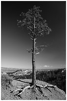 Pine tree with exposed roots on rim. Bryce Canyon National Park ( black and white)