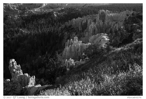 Grasses, conifers and hoodoos. Bryce Canyon National Park (black and white)
