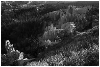Grasses, conifers and hoodoos. Bryce Canyon National Park ( black and white)