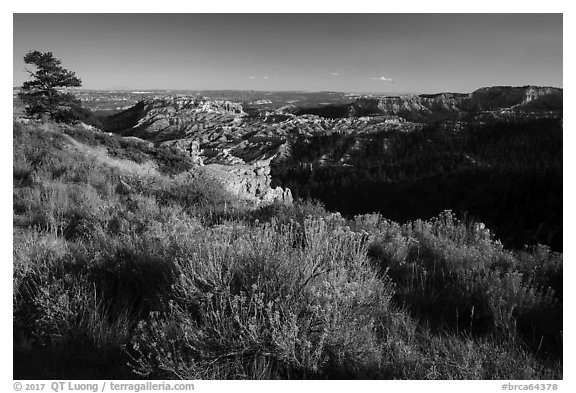 Grassy rim and amphitheater. Bryce Canyon National Park (black and white)