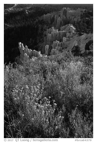 Wildflowers, conifers and hoodoos. Bryce Canyon National Park (black and white)