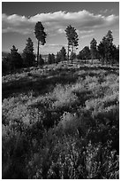 Grasses and pine trees in late summer. Bryce Canyon National Park ( black and white)