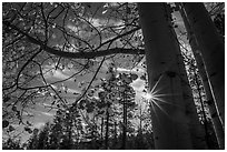 Sunstar through aspens in autumn foliage. Bryce Canyon National Park ( black and white)