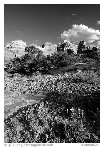 Wildflowers and sandstone towers near Elephant Hill, the Needles, late afternoon. Canyonlands National Park (black and white)