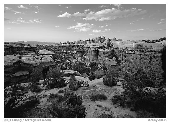 Needles at sunset, the Needles. Canyonlands National Park (black and white)