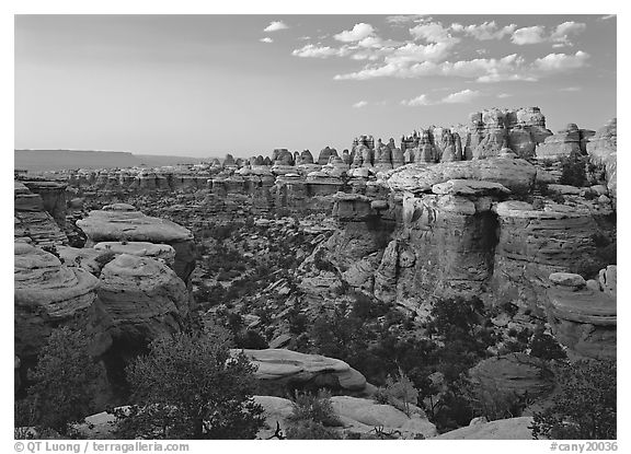 Needles at sunset. Canyonlands National Park (black and white)