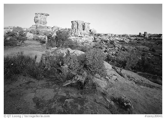 Spires at Big Spring Canyon, Needles District. Canyonlands National Park (black and white)
