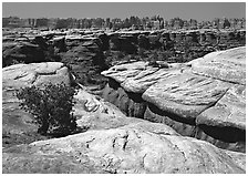 Crack and rock needles near Elephant Hill, mid-day, Needles District. Canyonlands National Park ( black and white)